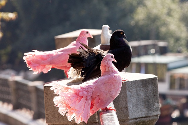 图片报：高层既赞同不该指望科瓦奇创造奇迹，又.